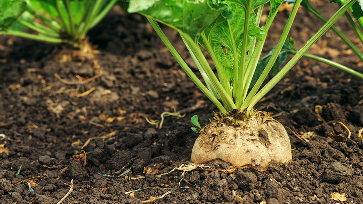 Sugar beets to be grown across Nebraska in agronomy project