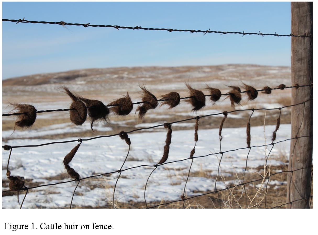 photo of cattle hair left on fence from rubbing