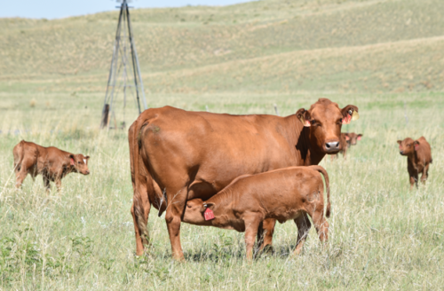 Cows and nursing calves