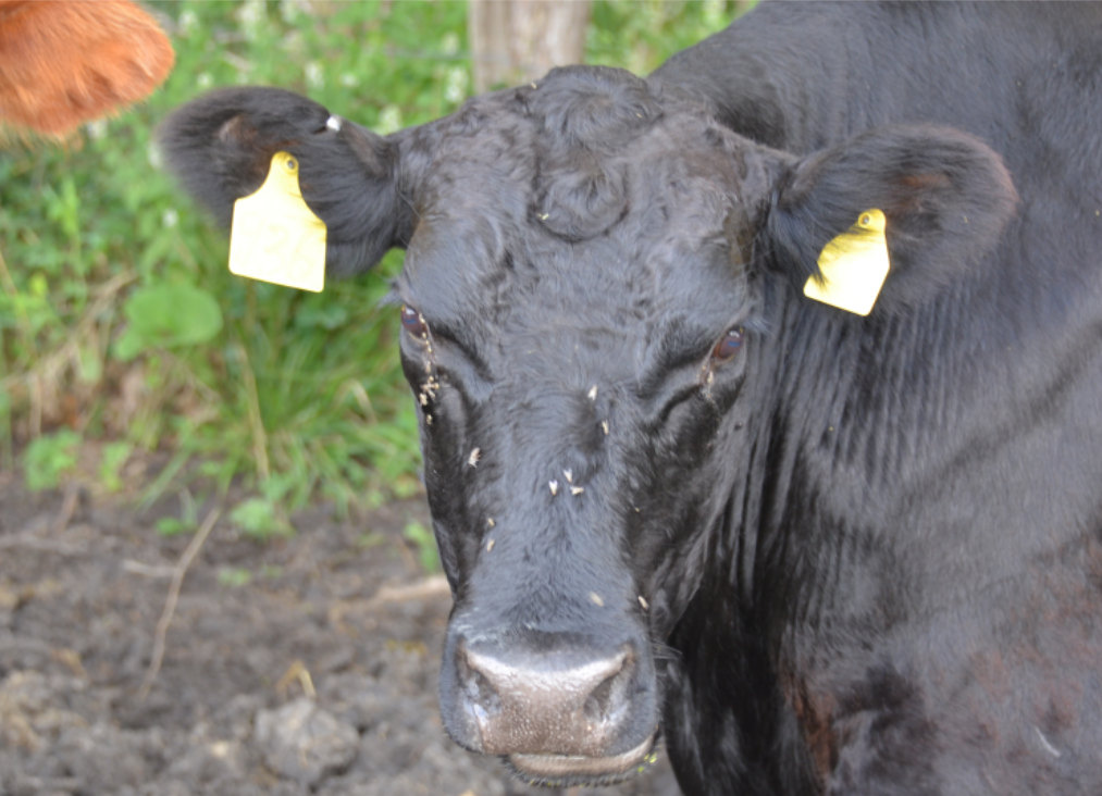 cow with eartags