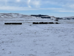 Cows in snow