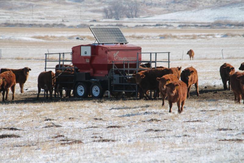 smart feeder with cow and calf