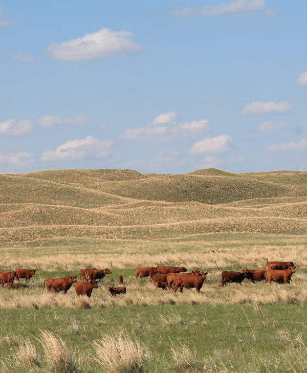 herd on range