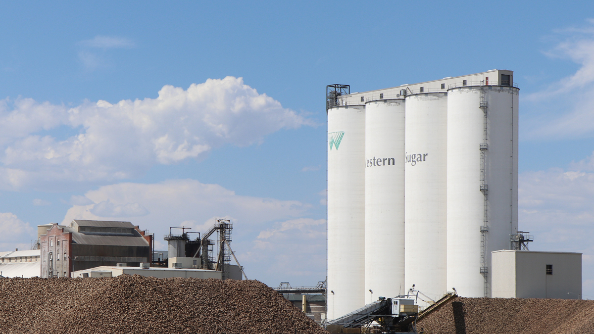 Sugar beets begin harvest, but water still necessary for maturing crops