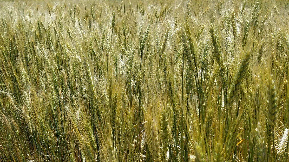 Heat keeps rains away during wheat harvest