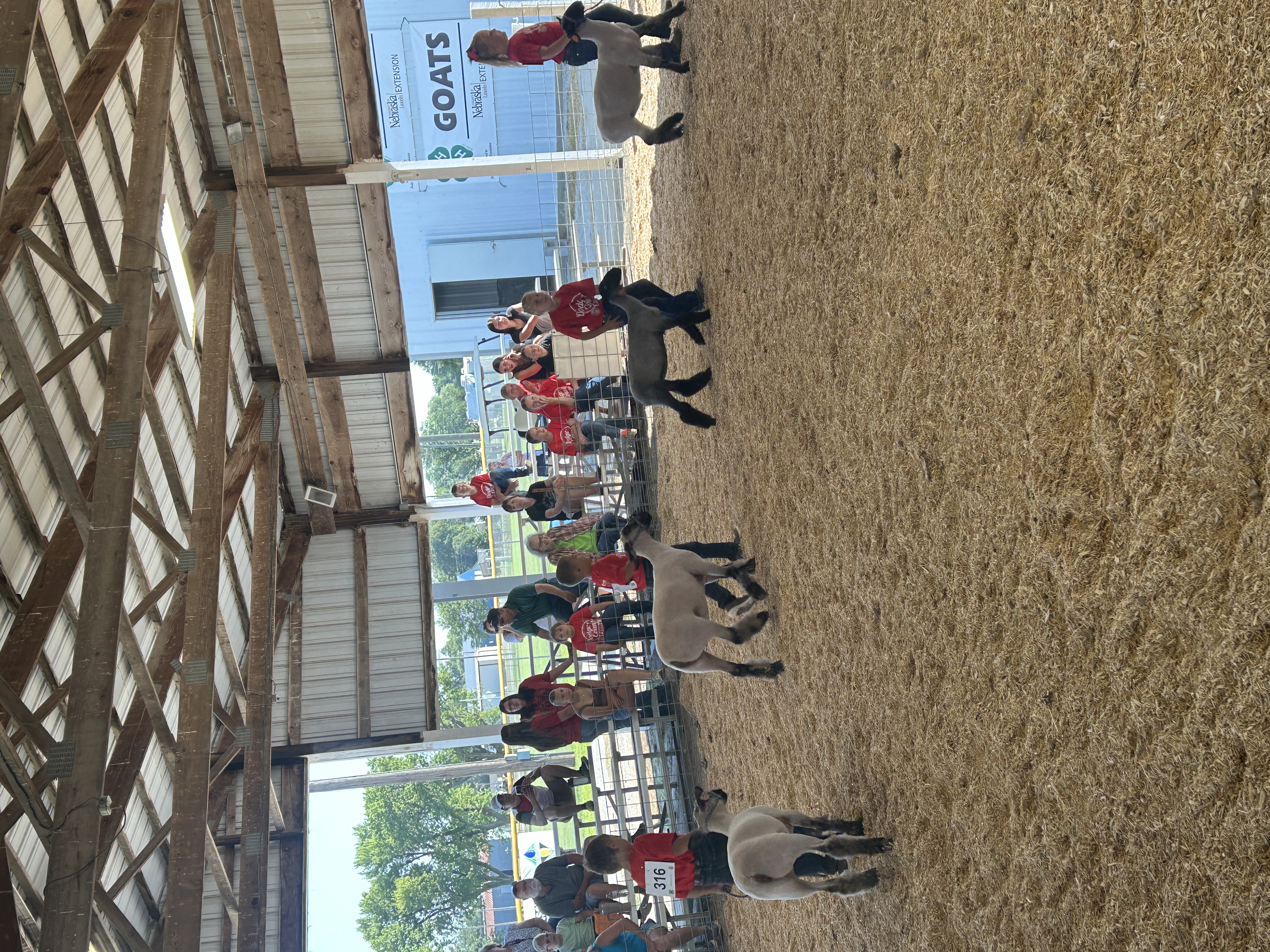 Dodge county Fair Sheep Show