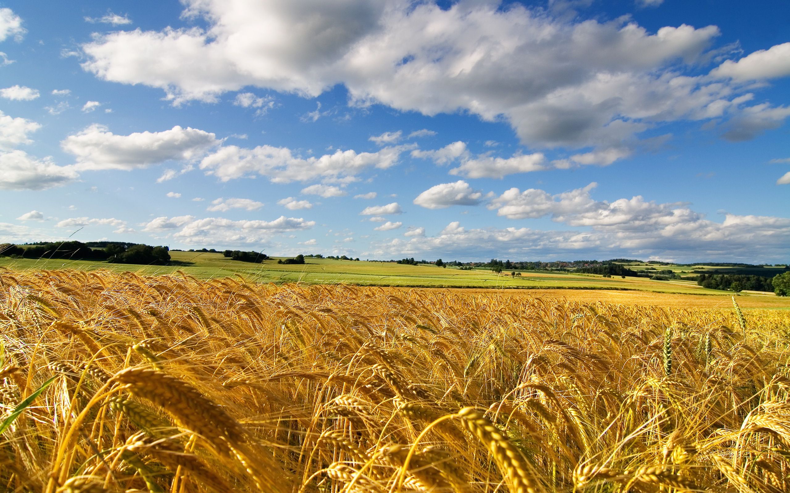 wheat field