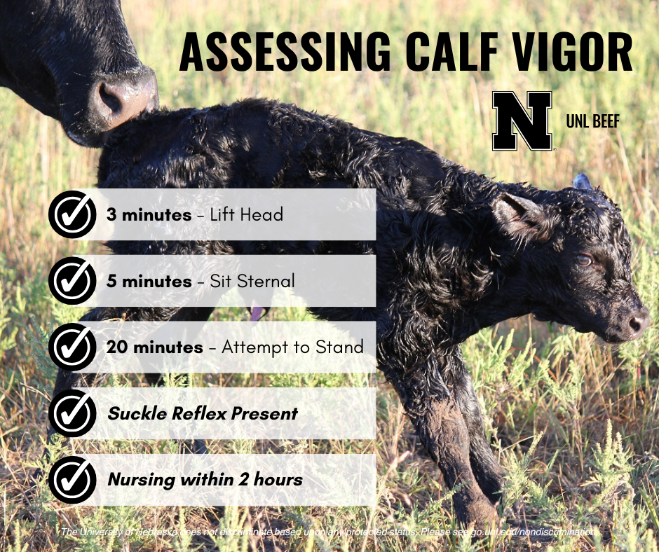 Calf lying on grass, wet, with adult cow nearby; checklist overlay details assessing calf vigor.