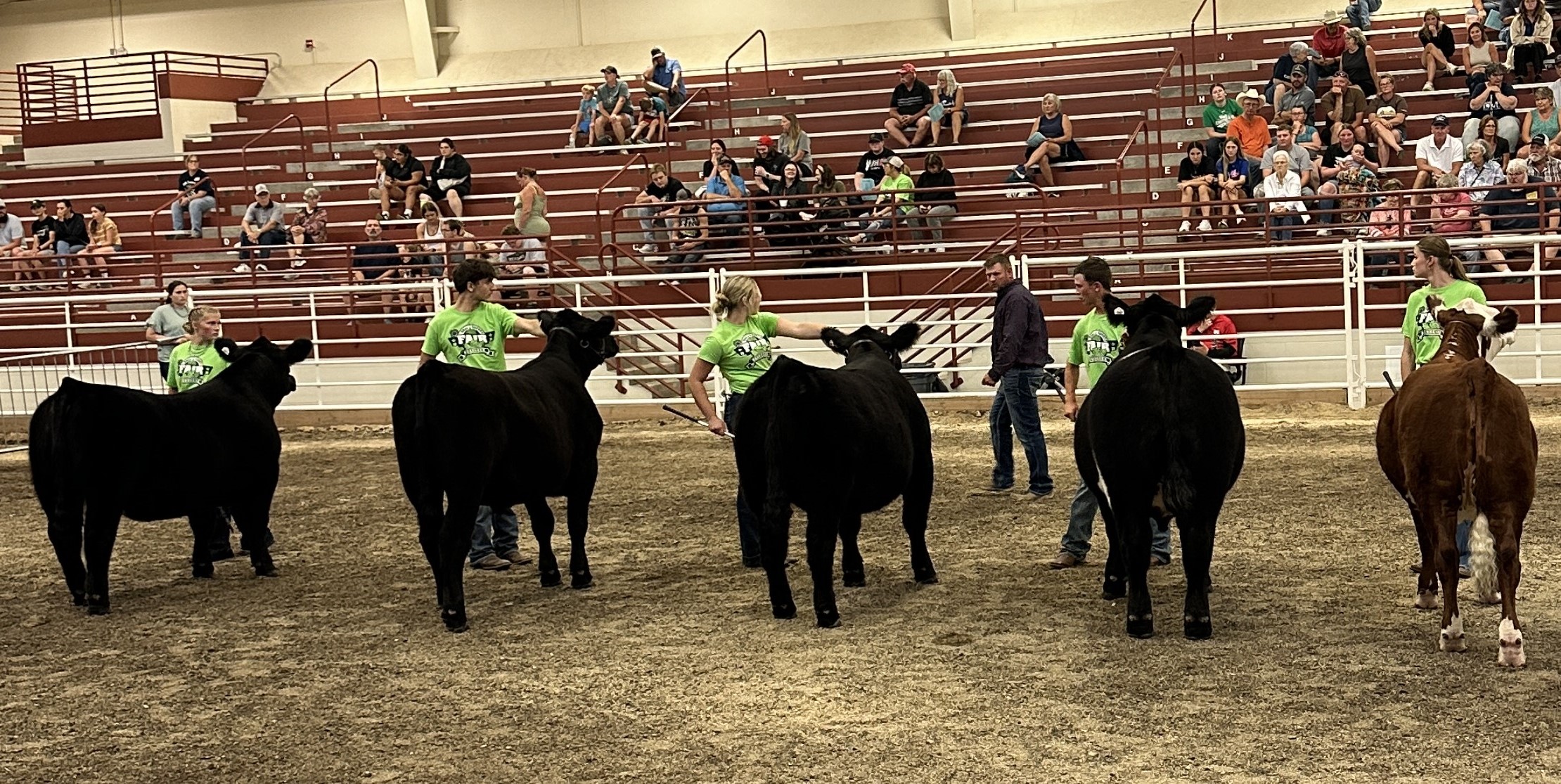 Hall County Fair beef show