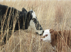 Cow-calf