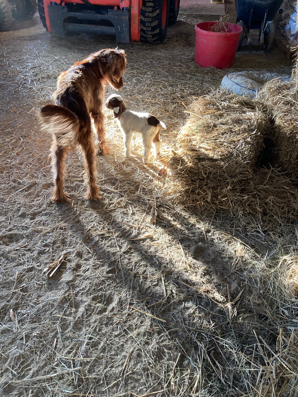 dog and goat in shaft of sunlight