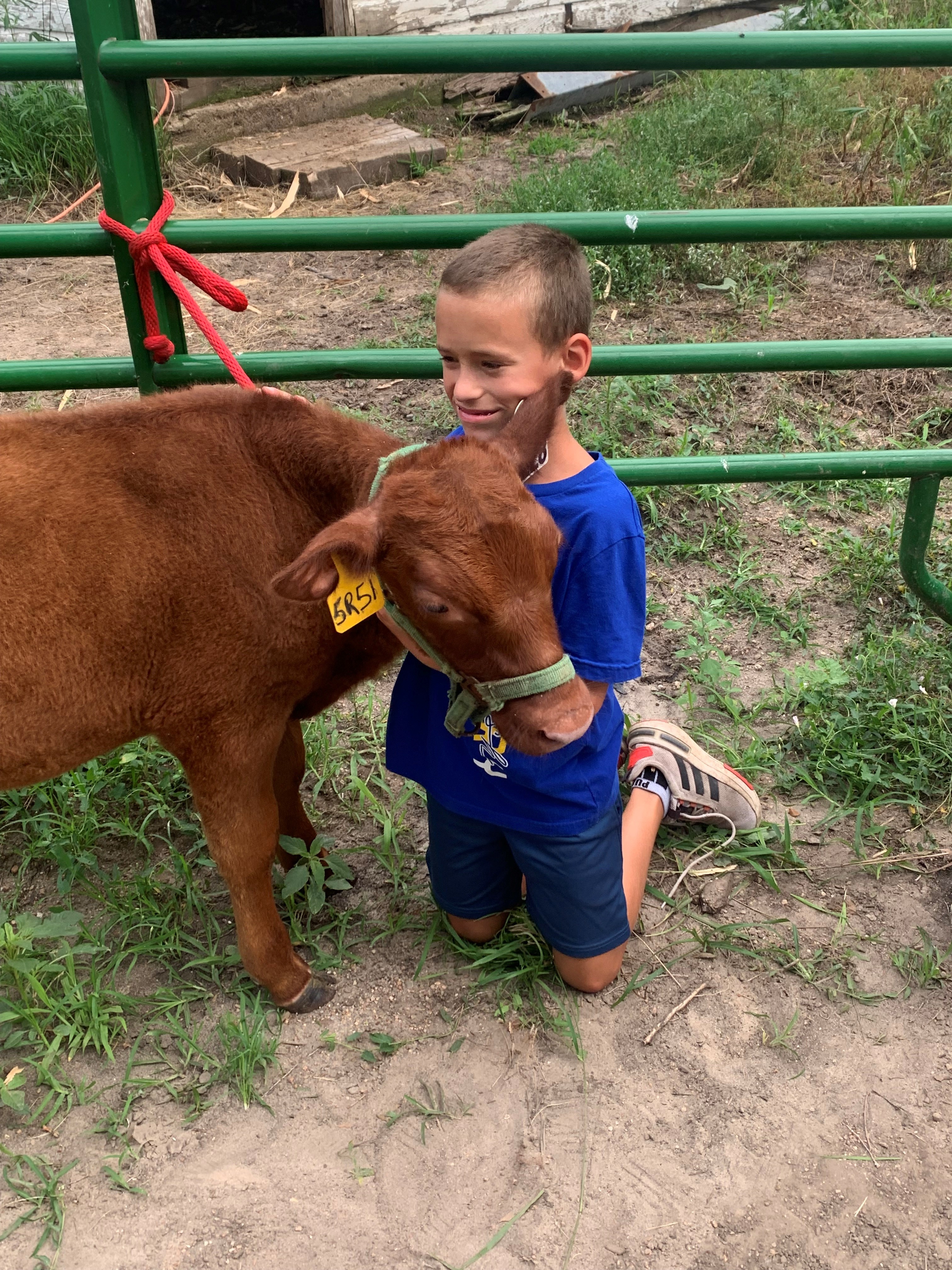 Knox County Bucket Calf