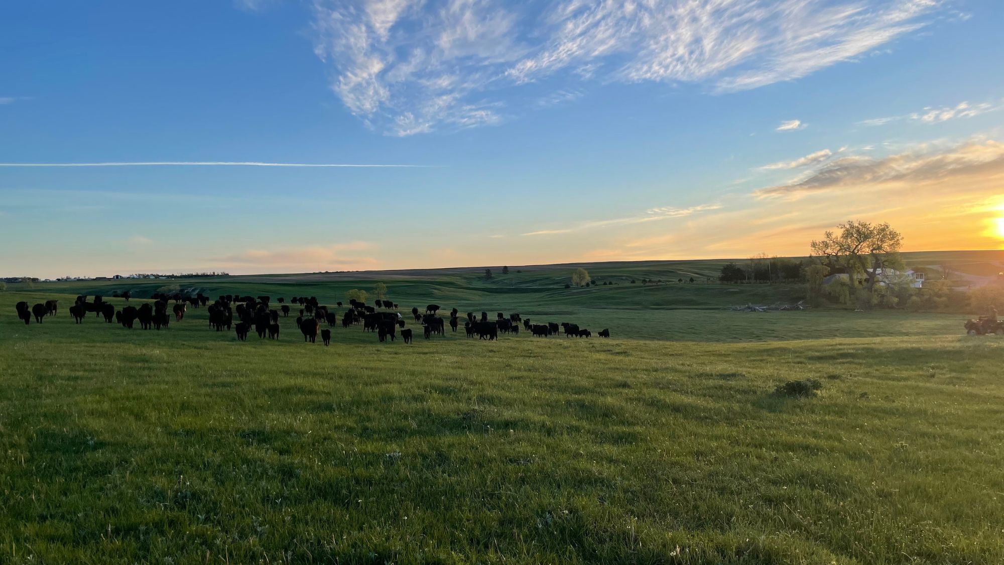 Dawes Cows Field