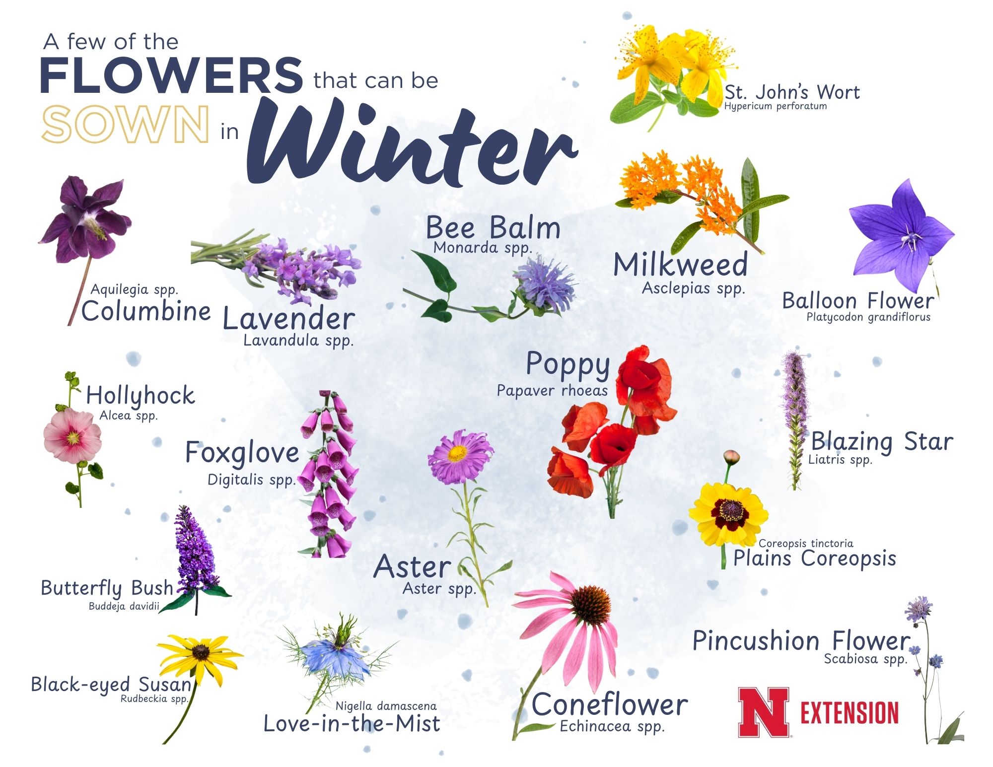 Different pictures of Flowers that can be Sown in the Winter
