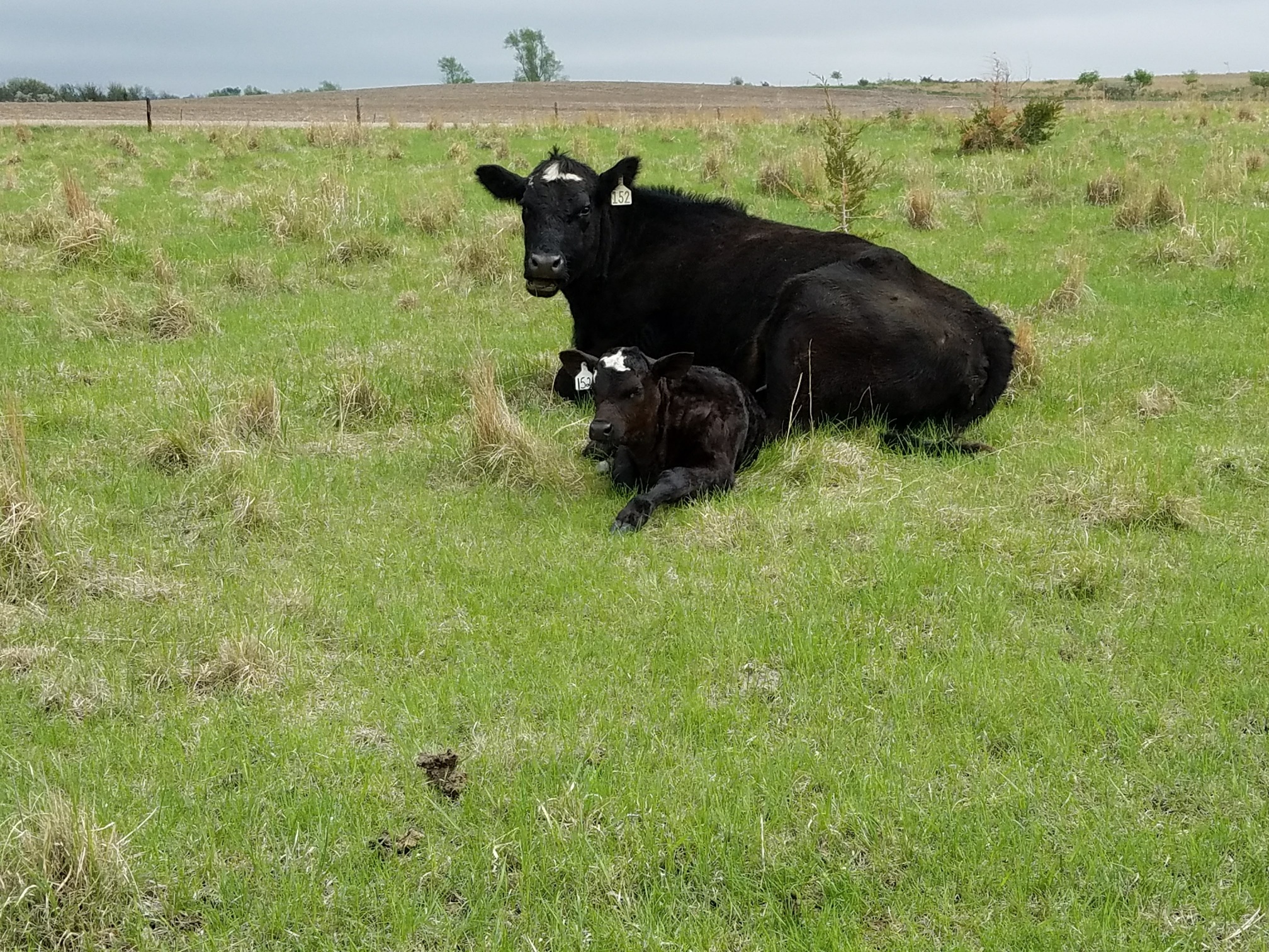 Knox County Cow and Calf Pair