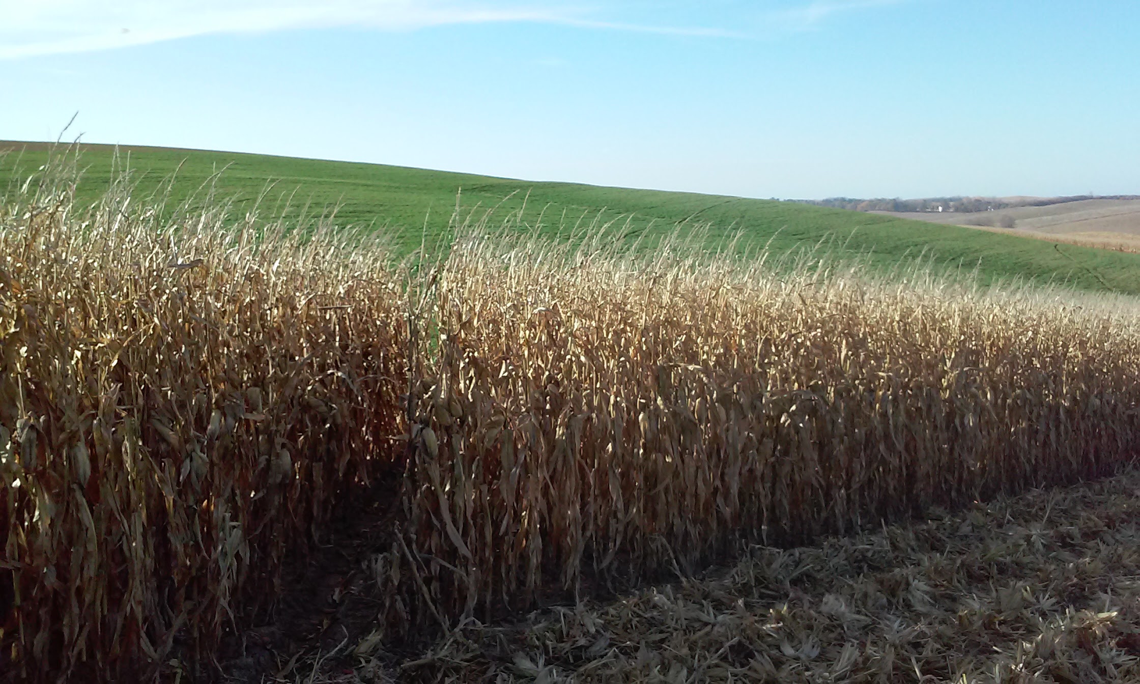 Knox County Crop Ground