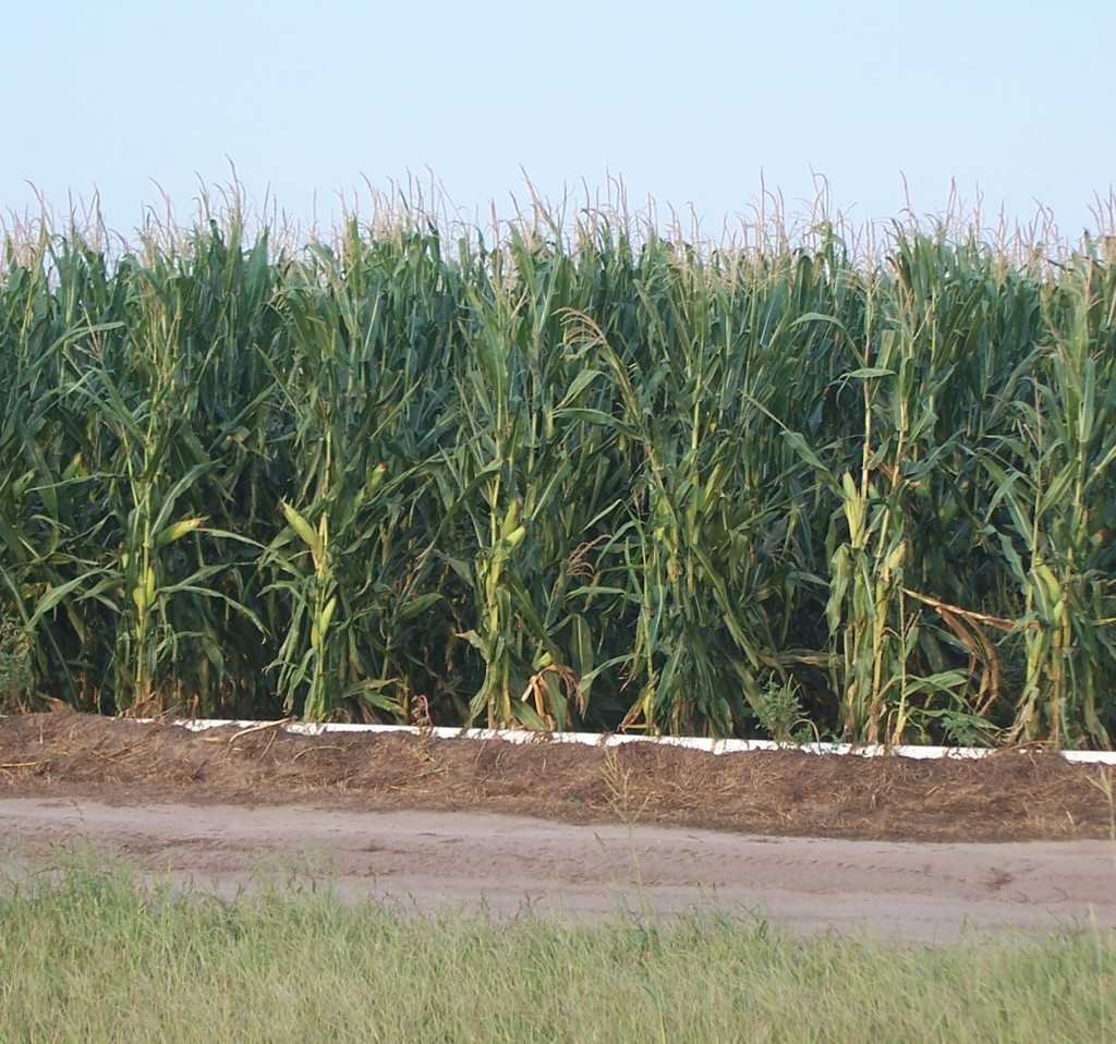 Irrigated corn