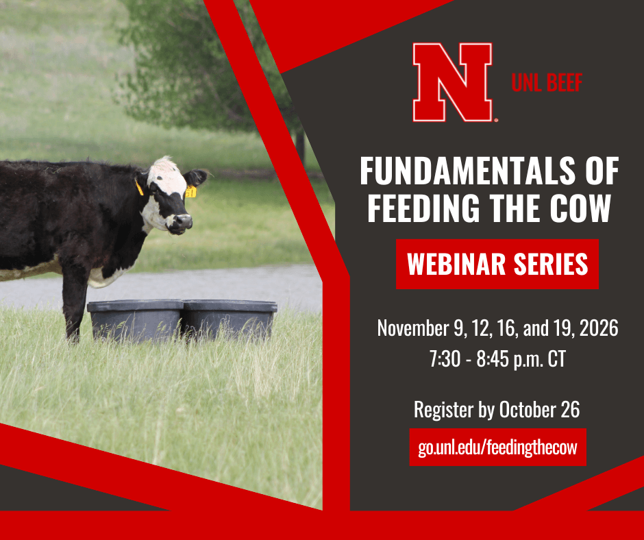 Cow standing near feed troughs in a grassy field, Fundamentals of Feeding Cows Webinar.  Registration Deadline Oct. 26 at go.unl.edu/feedingthecow 