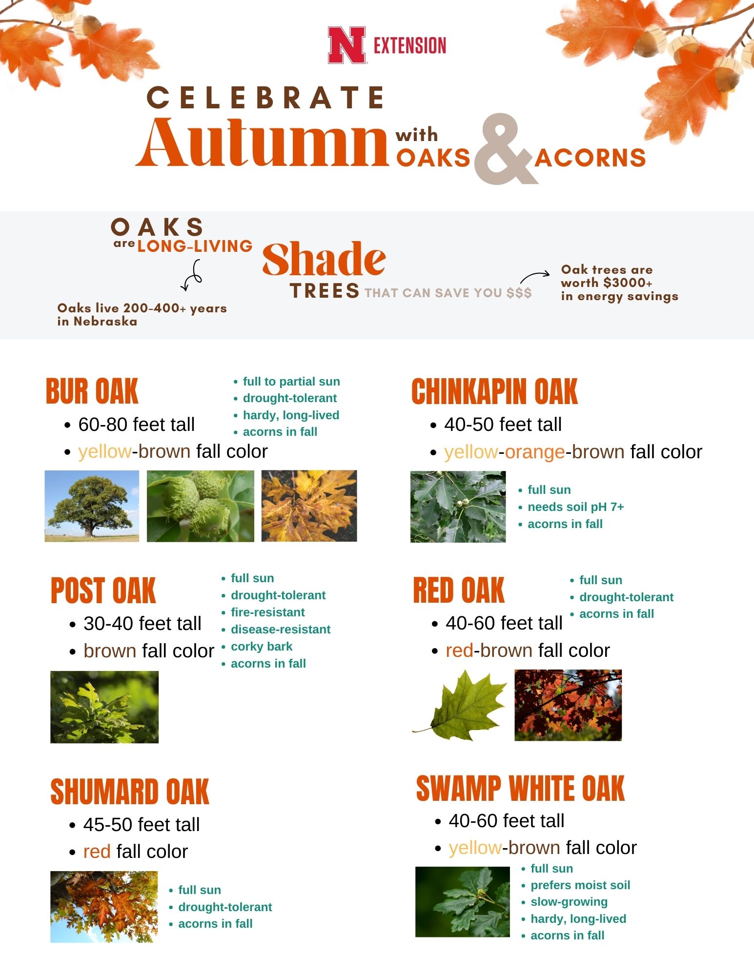 Different Types of Oak Trees and Leaves