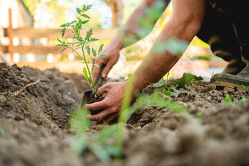 planting tomatoes in a garden