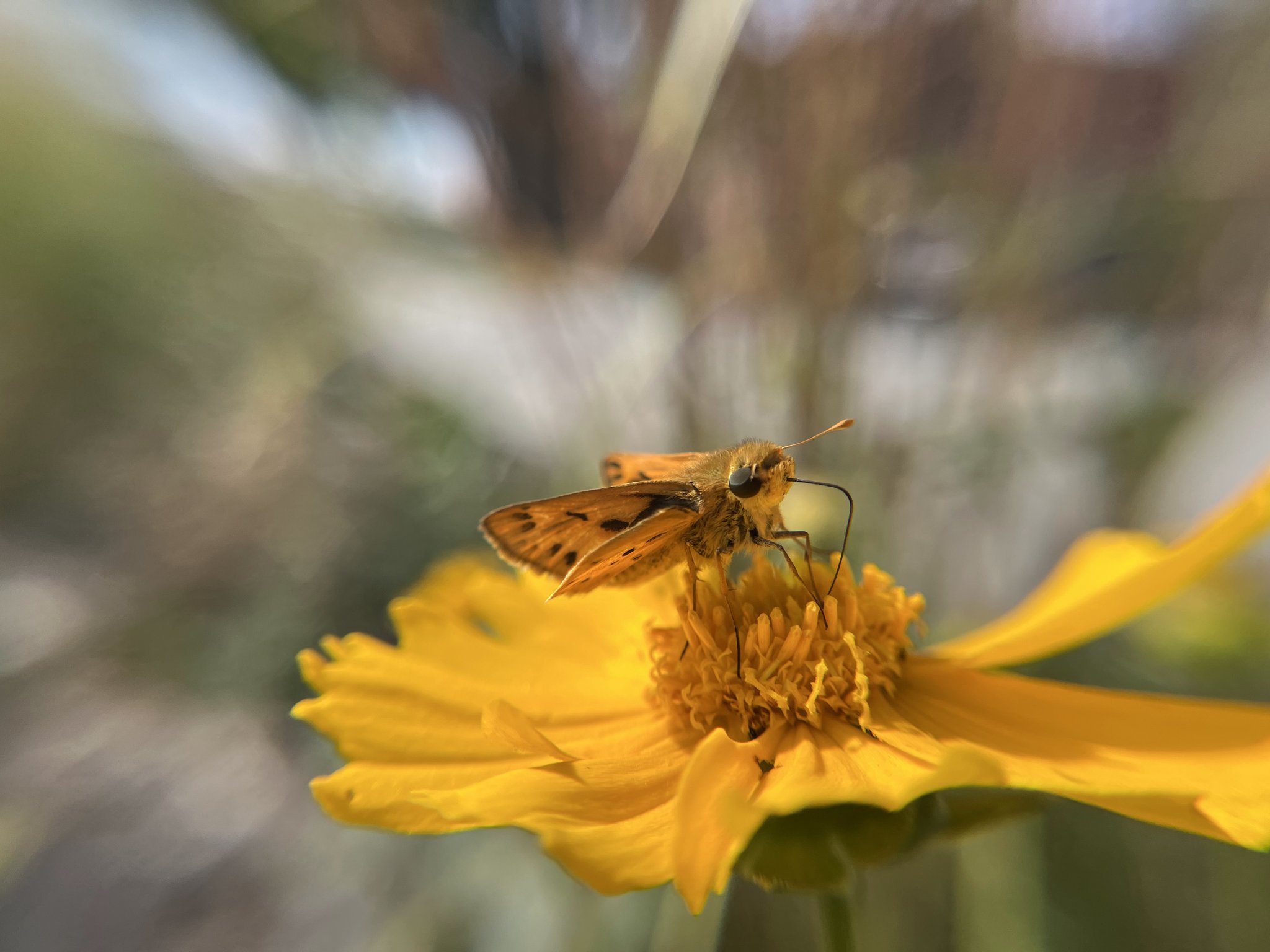 Pollinator on Yellow Cosmos