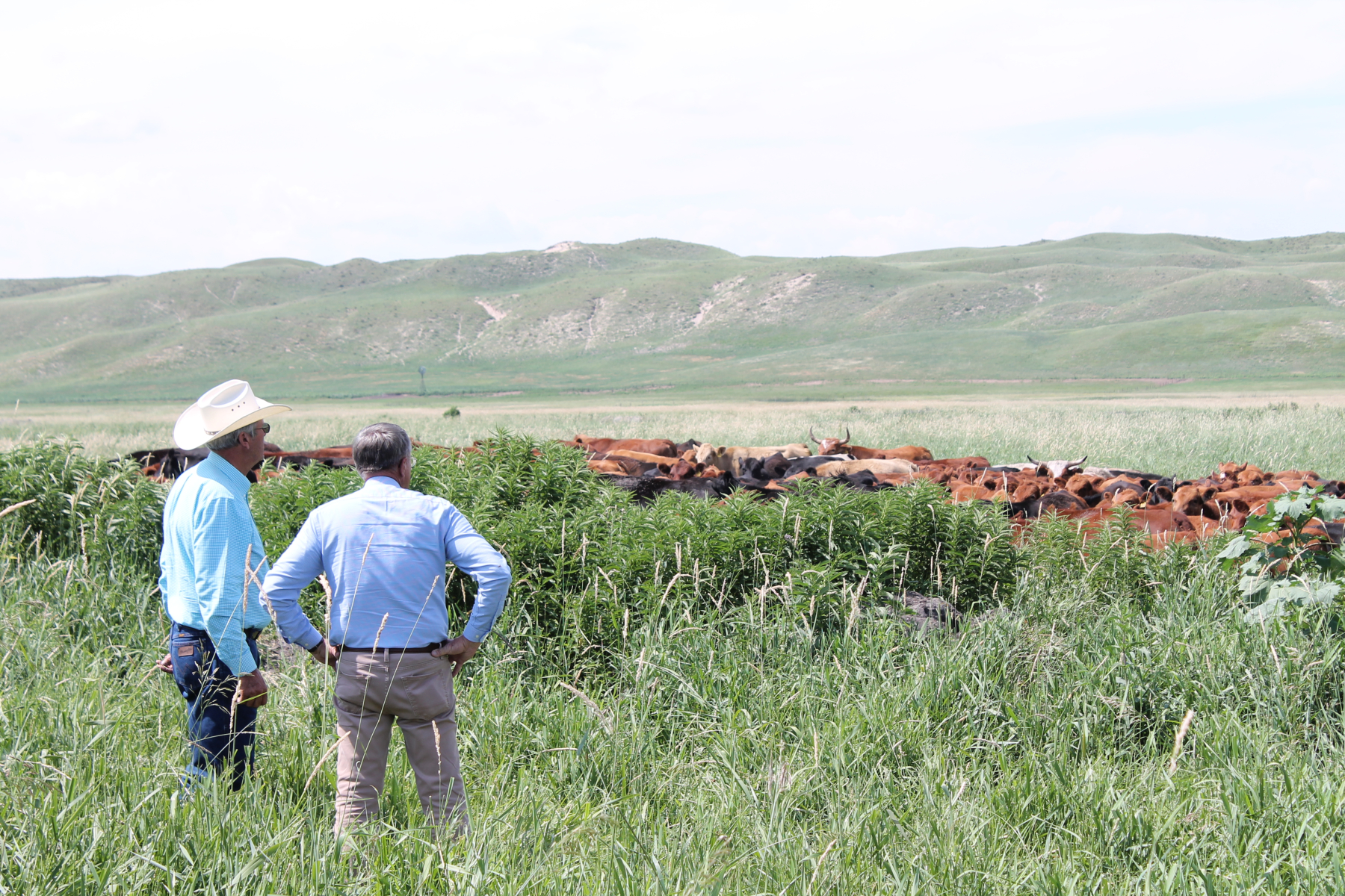 Producers looking at cattle in the pasture