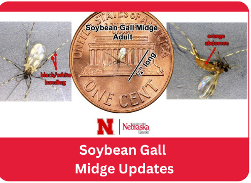 Soybean Gall Midge