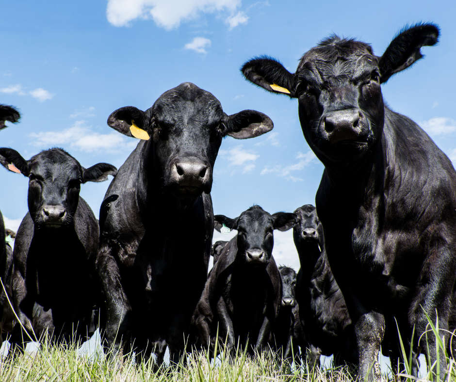 black cows looking down at viewer