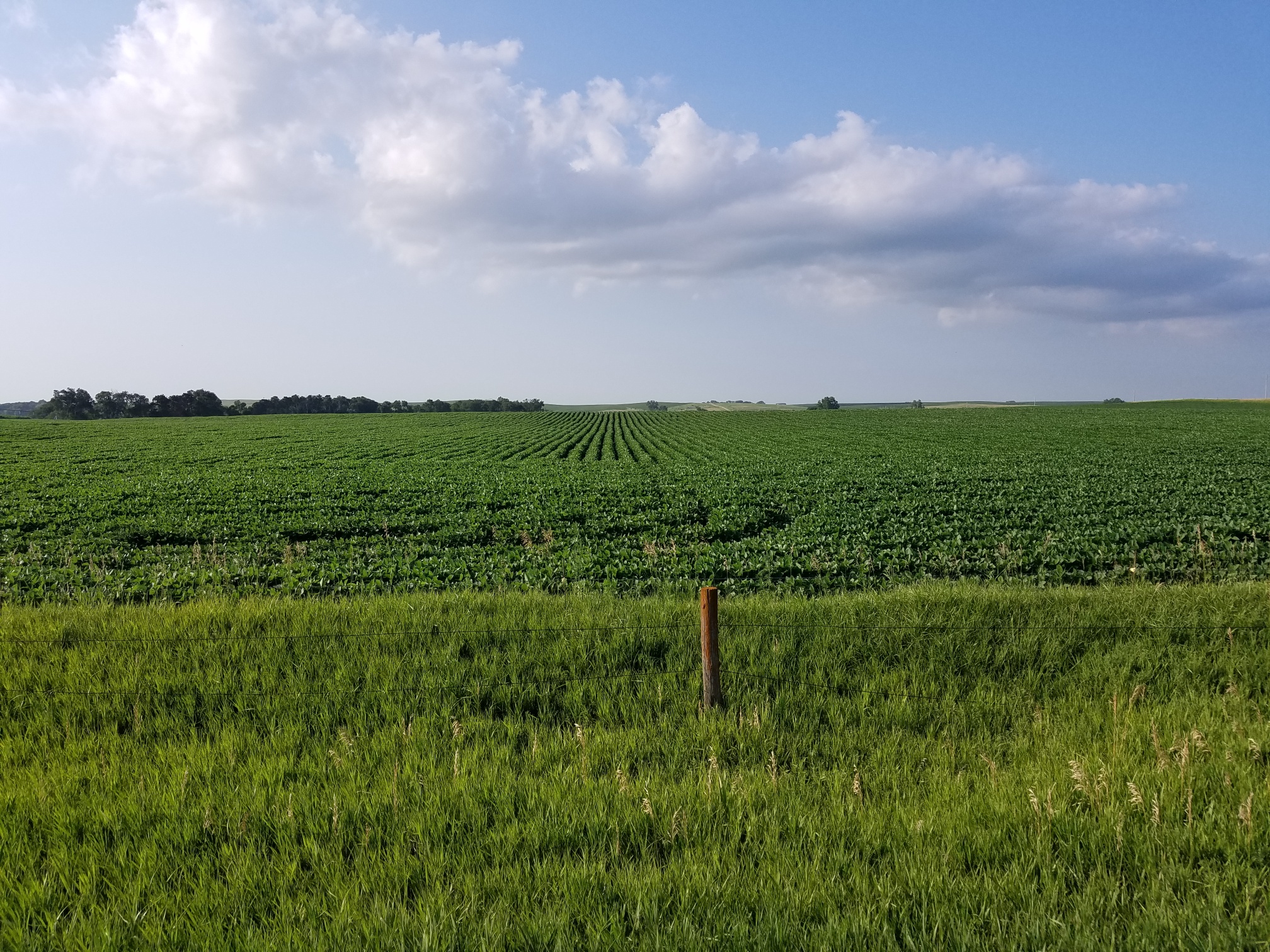 Knox County Bean Field with fence line and blue sky with clouds