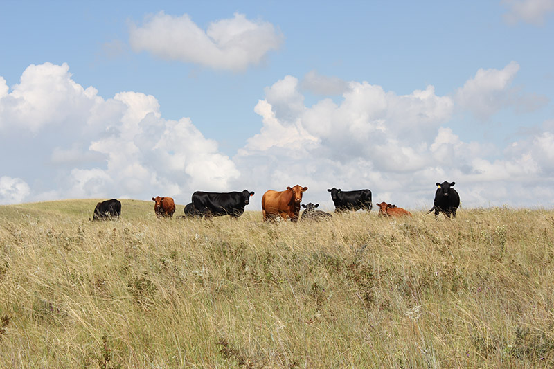 Cows grazing on a grassy hill under a partly cloudy blue sky.