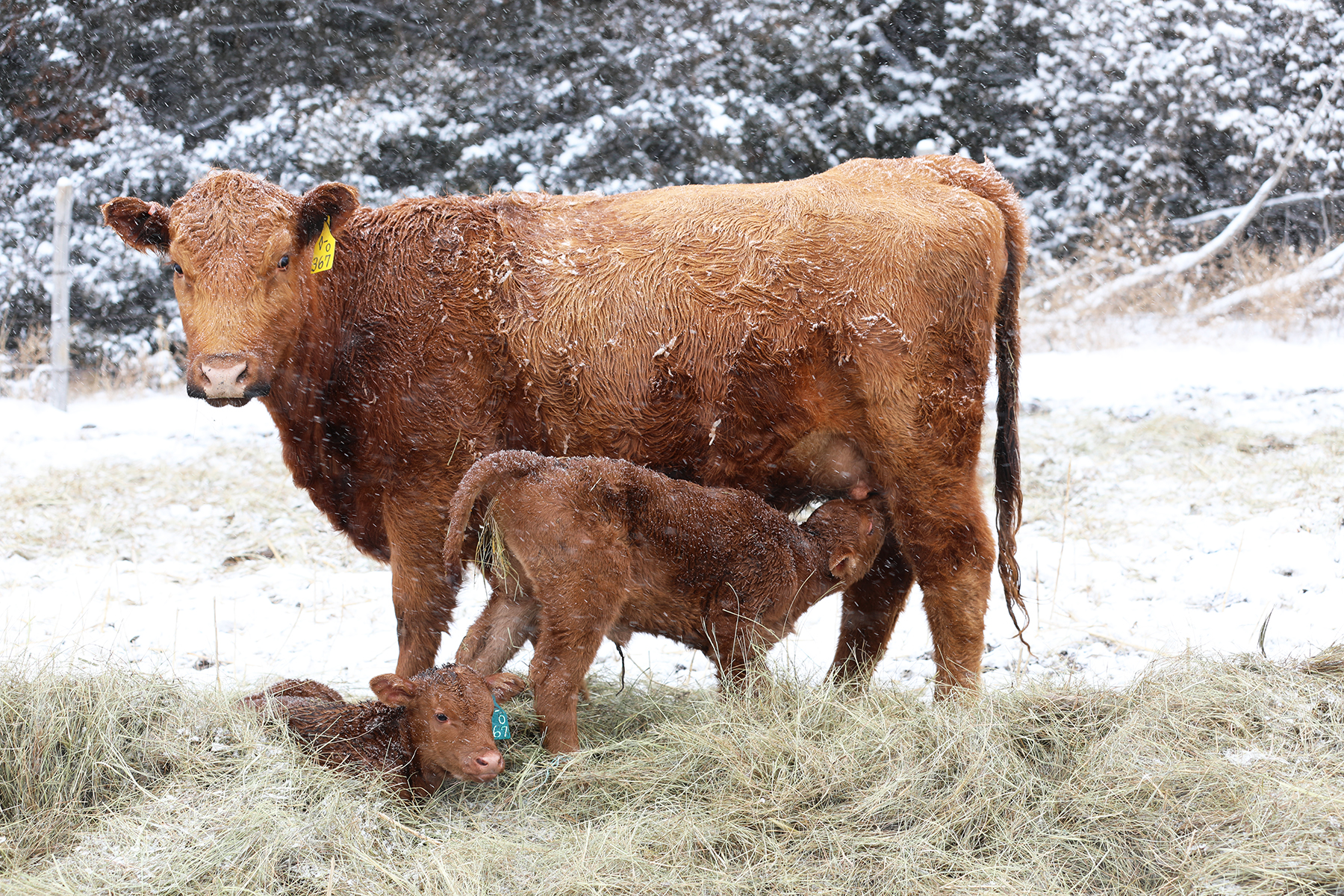 Jones Cow-Calf