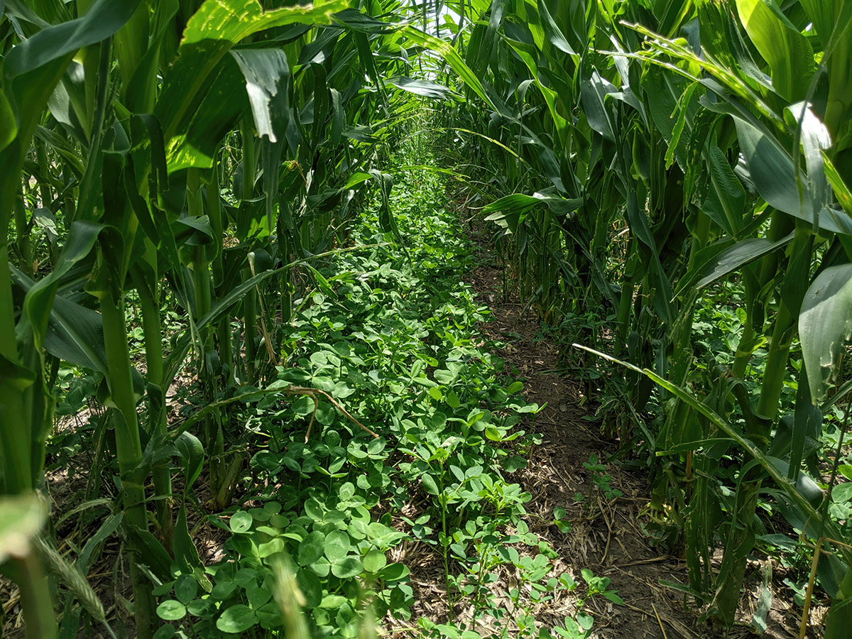 Green clover plants growing between tall rows of corn in a sunny field.