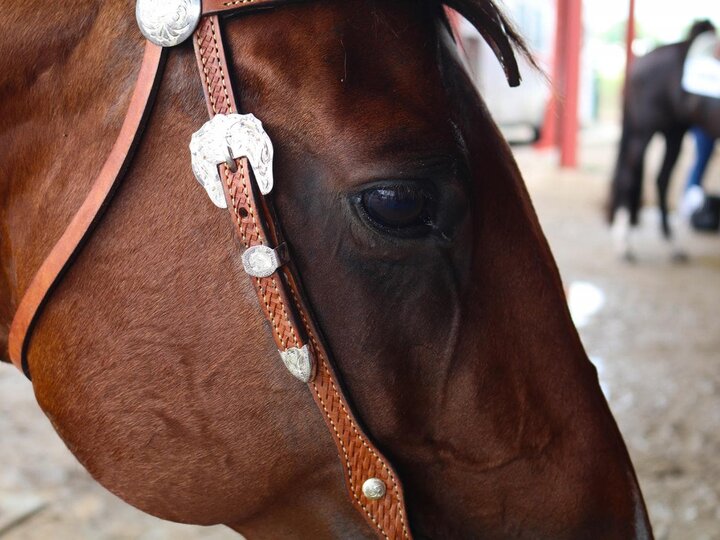 4-H Horse