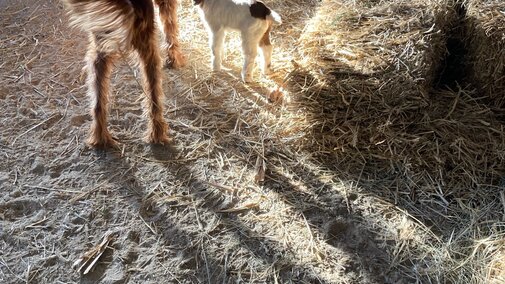 dog and goat in shaft of sunlight