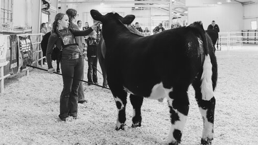 Girl showing Cow