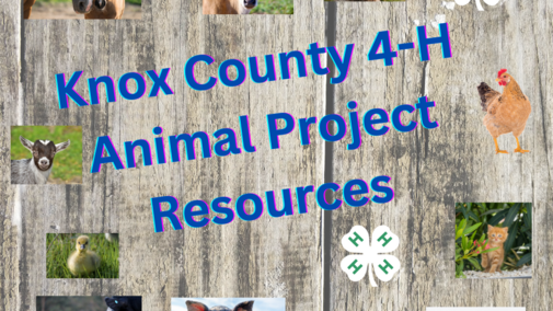 Knox County Animal Resources
