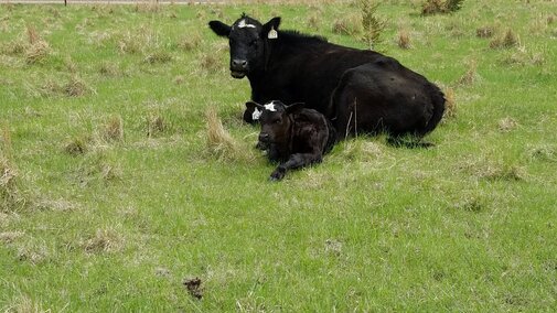 Knox County Cow and Calf Pair