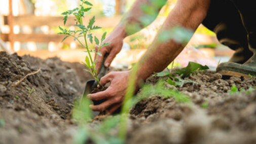 planting tomatoes in a garden