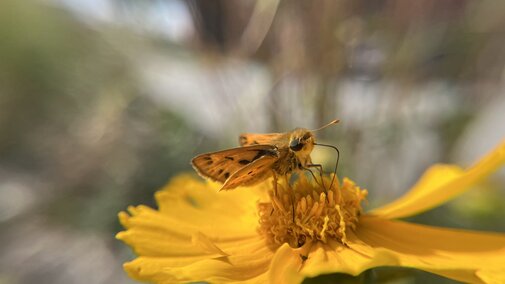 Pollinator on Yellow Cosmos