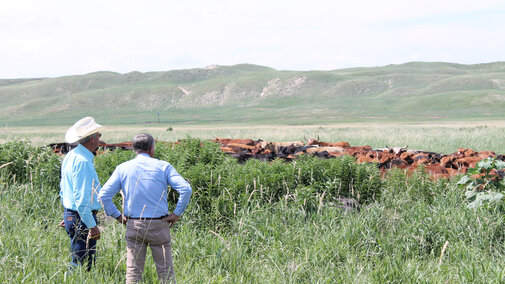 Producers looking at cattle in the pasture