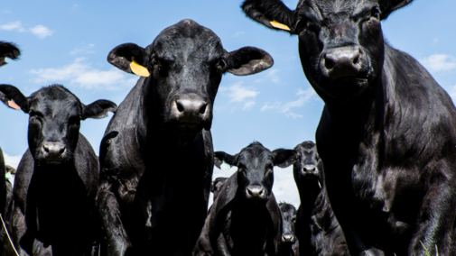 black cows looking down at viewer