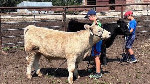 Knox County Ebel Calves