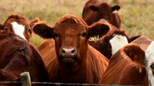 A steer in a cattle herd