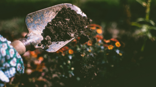 A hand holding a metal trowel filled with soil, flowers visible in a garden setting.