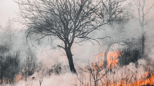 A fire burns a drought stricken landscape