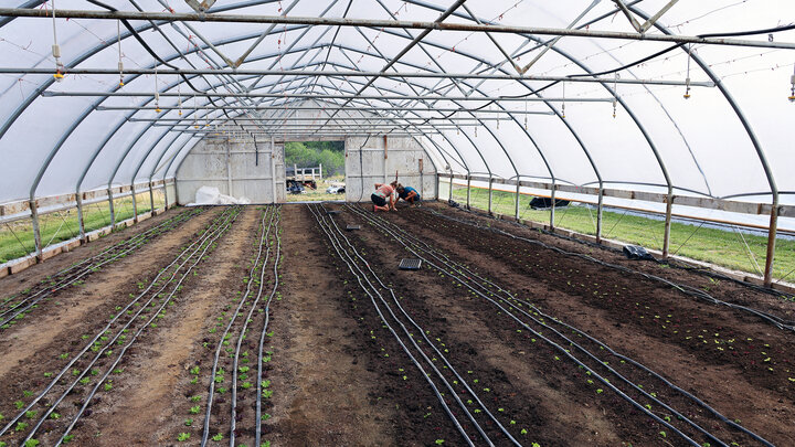 Two workers at Robinette Farms in Martell, Nebraska, cultivate microgreens in one of three high tunnels on the farm.