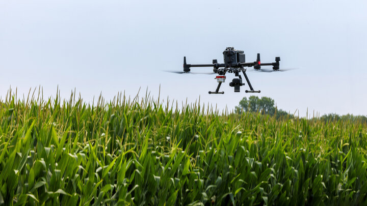 A drone hovers above a cornfield.