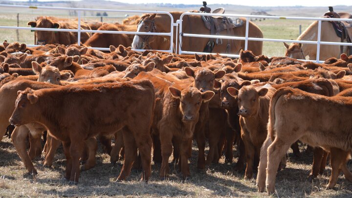 spring calves sorted in corral
