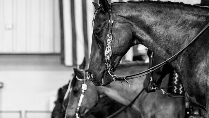 Horses at the Buffalo County Fair