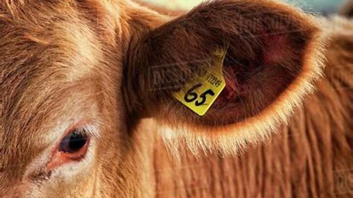 Beef 